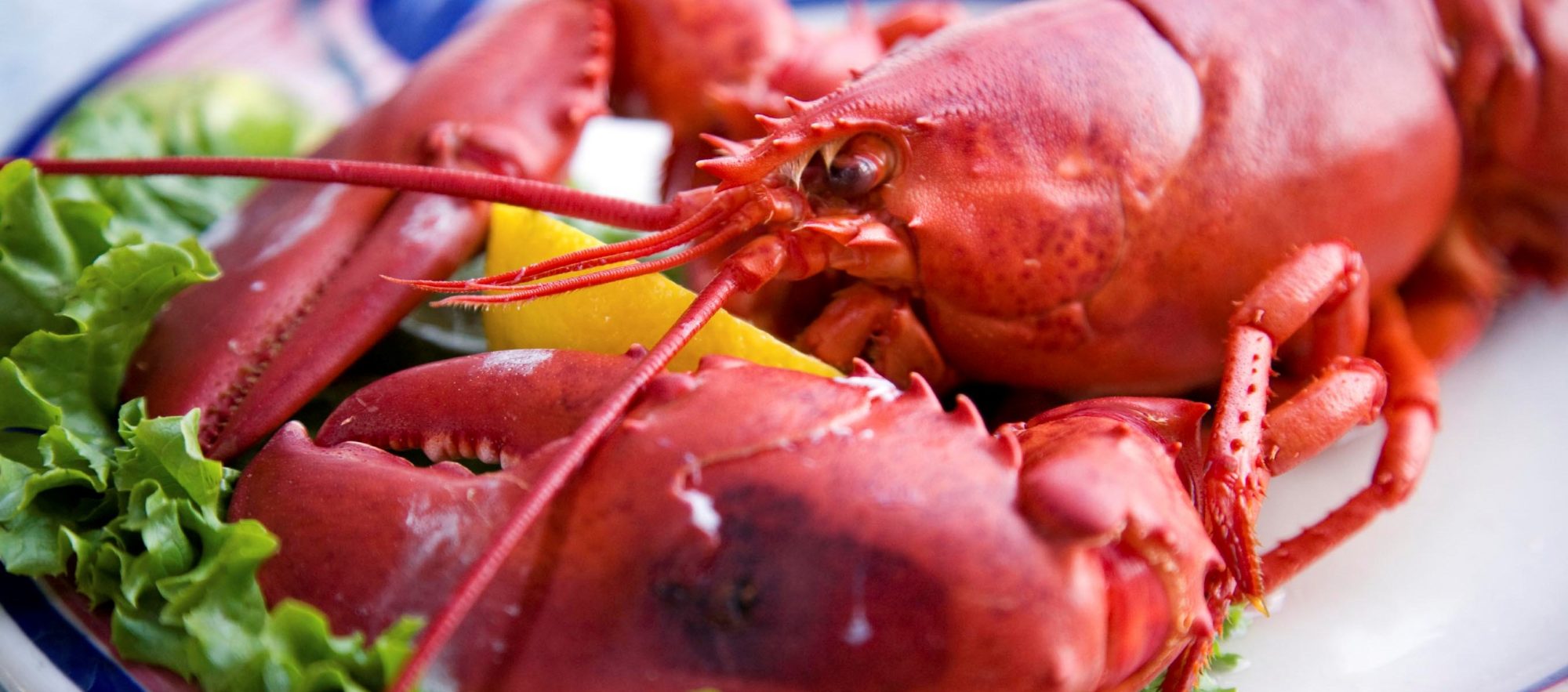 A lobster dinner with a wedge of lemon. Shallow DOF, focus on lobster's head.